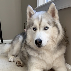 Fundraising Page: Matthew MacWilliams